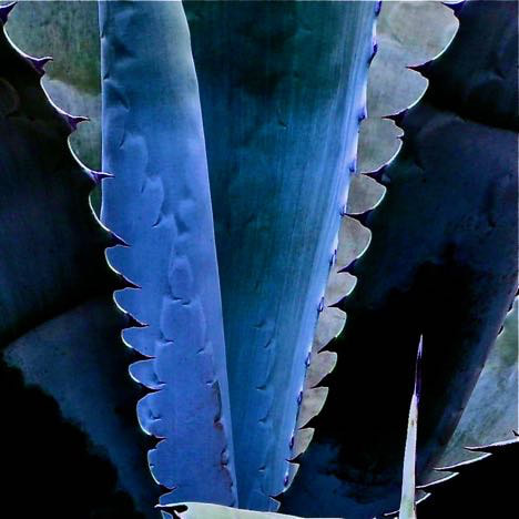 agave photography
