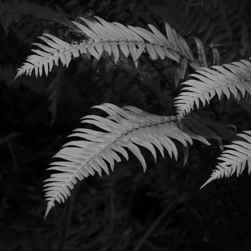 black and white photograph plant