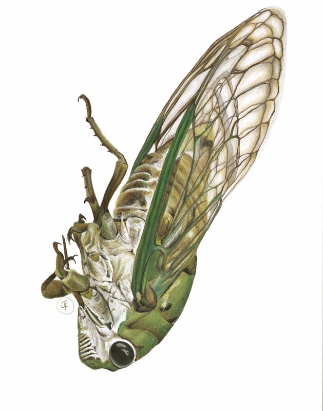 cicada painting